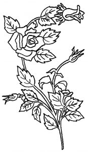 Science Rose Plant Coloring Page
