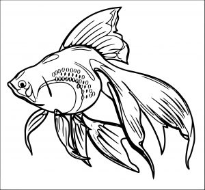 Fish Coloring Page WeColoringPage 120