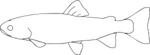 Fish24 Coloring Page