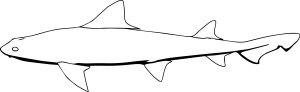 Leopardshark Fish Coloring Page
