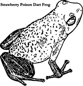 Frog Coloring Page 202