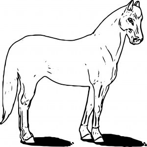 Horse Coloring Page Wecoloringpage 192