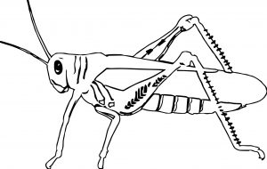 Insect Coloring Page WeColoringPage 10
