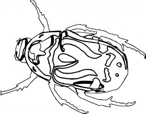 Insect Coloring Page WeColoringPage 50