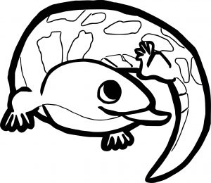 Lizard Coloring Page 01