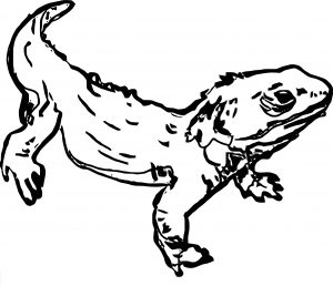 Lizard Coloring Page 19