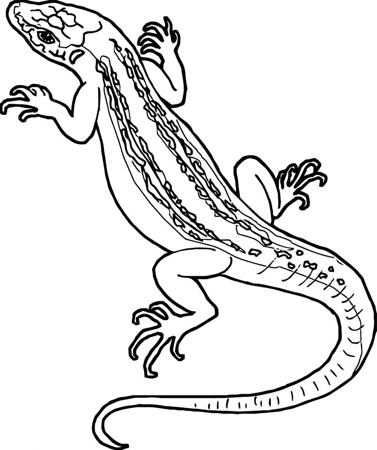 Lizard Coloring Pages | Wecoloringpage.com