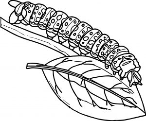 caterpillar insect coloring page