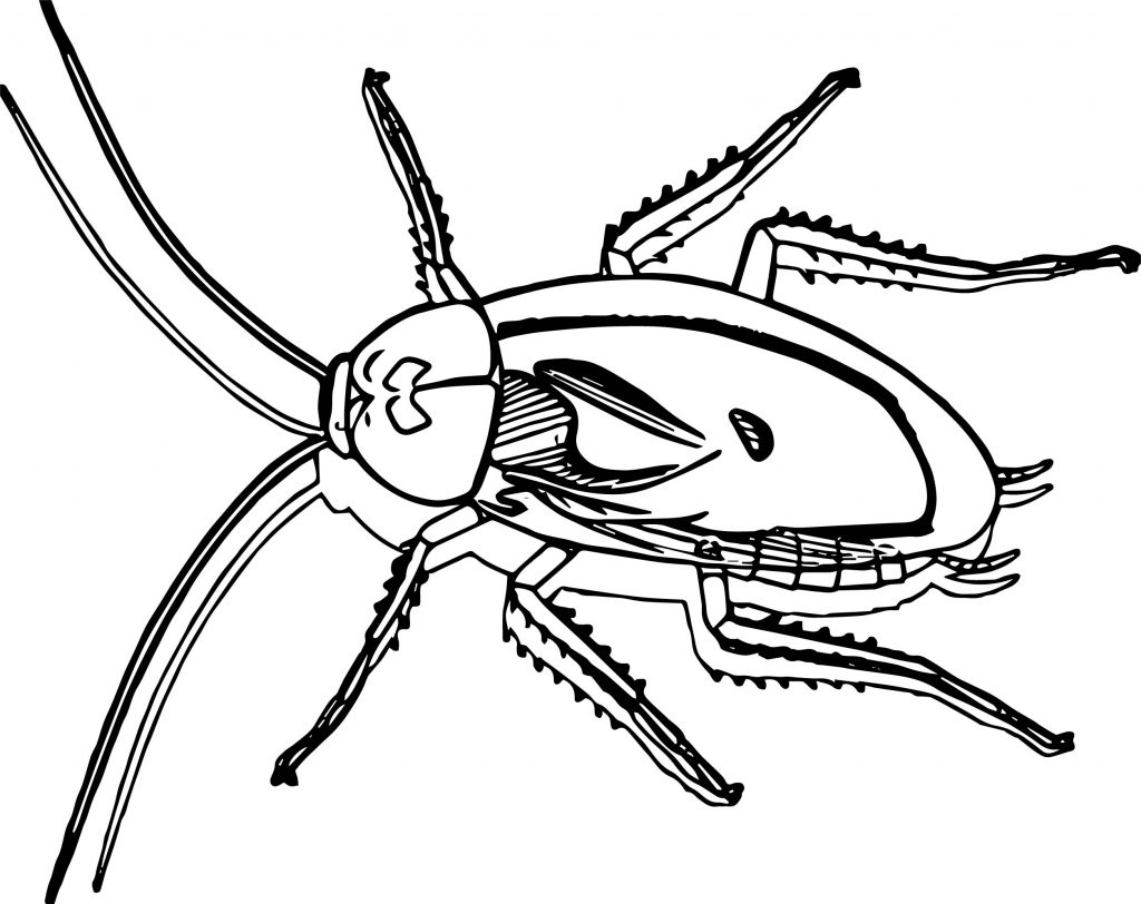 cockroach coloring page insect - Wecoloringpage.com