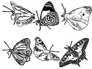 Butterfly Coloring Page Wecoloringpage (110)