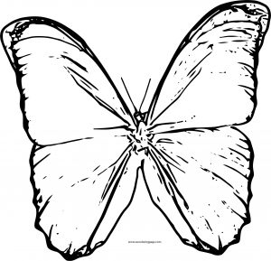 Butterfly Coloring Page Wecoloringpage 136