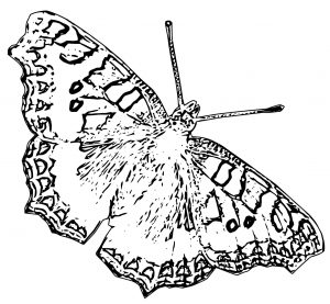 Butterfly Coloring Page Wecoloringpage (195)