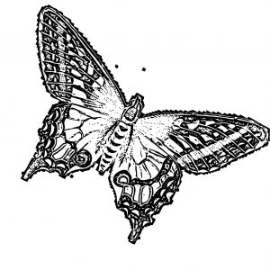 Butterfly Coloring Page Wecoloringpage (209)