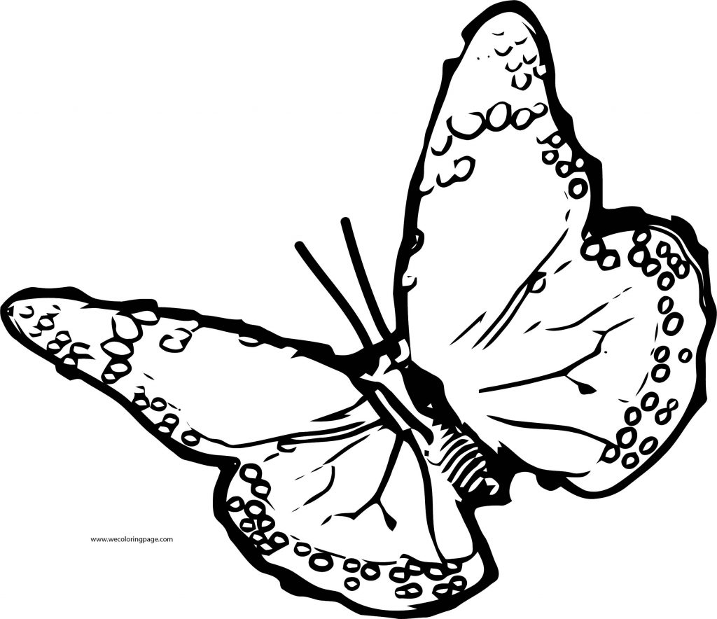 Butterfly Coloring Page Wecoloringpage 356 - Wecoloringpage.com