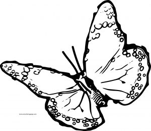 Butterfly Coloring Page Wecoloringpage 245