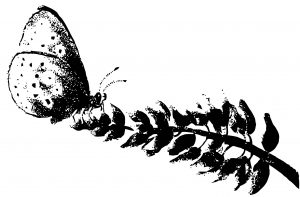 Butterfly Coloring Page Wecoloringpage 316