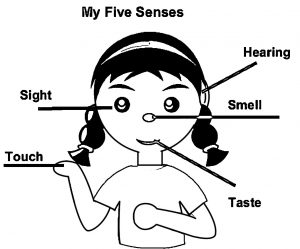 Example Of Labeling The Five Senses Clipart Free Coloring Page