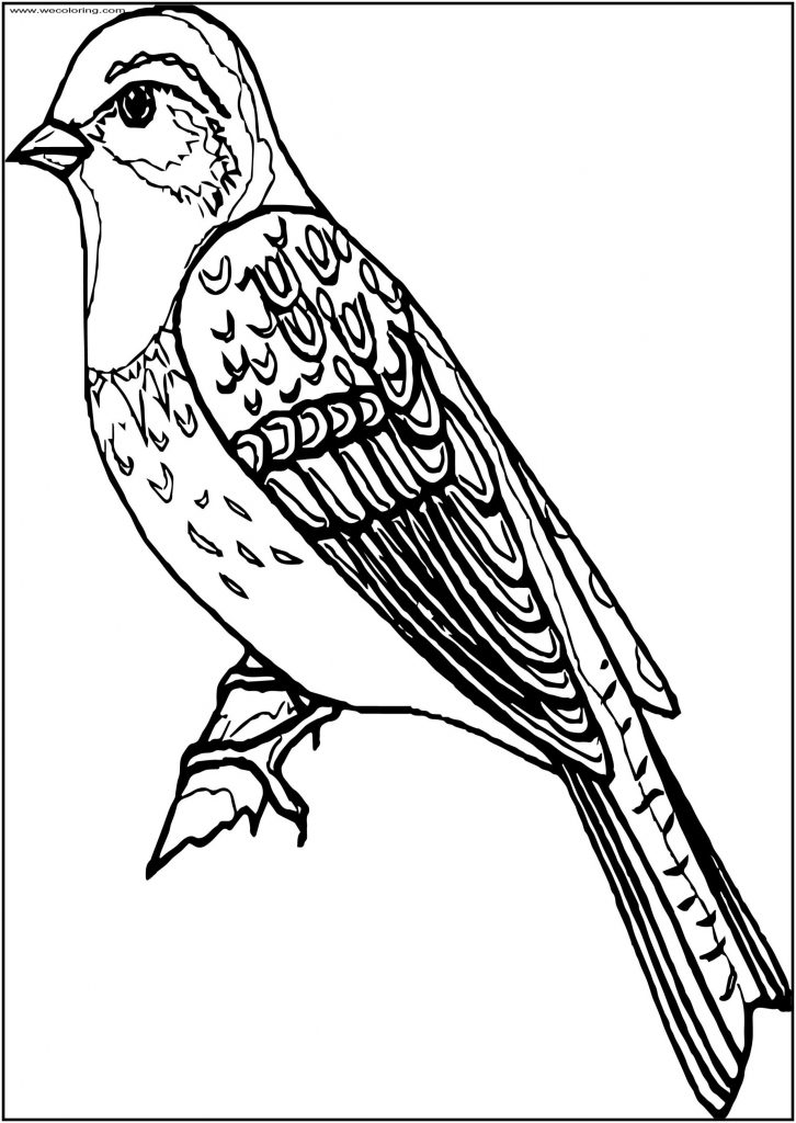 Hot Bird Free A4 Printable Coloring Page - Wecoloringpage.com