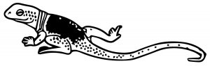 Lizard Jpeg Coloring Page WeColoringPage 03
