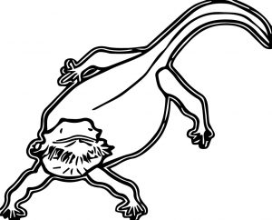 Lizard Jpeg Coloring Page WeColoringPage 06