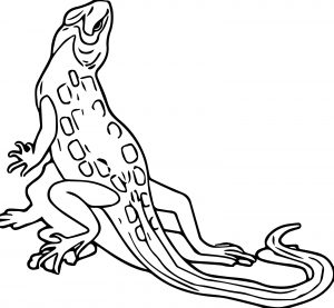 Lizard Jpeg Coloring Page WeColoringPage 34