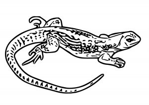 Lizard Jpeg Coloring Page WeColoringPage 35