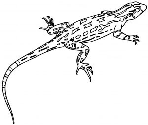 Lizard Jpeg Coloring Page WeColoringPage 42