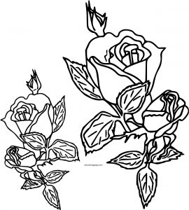 Rose Coloring Page 08