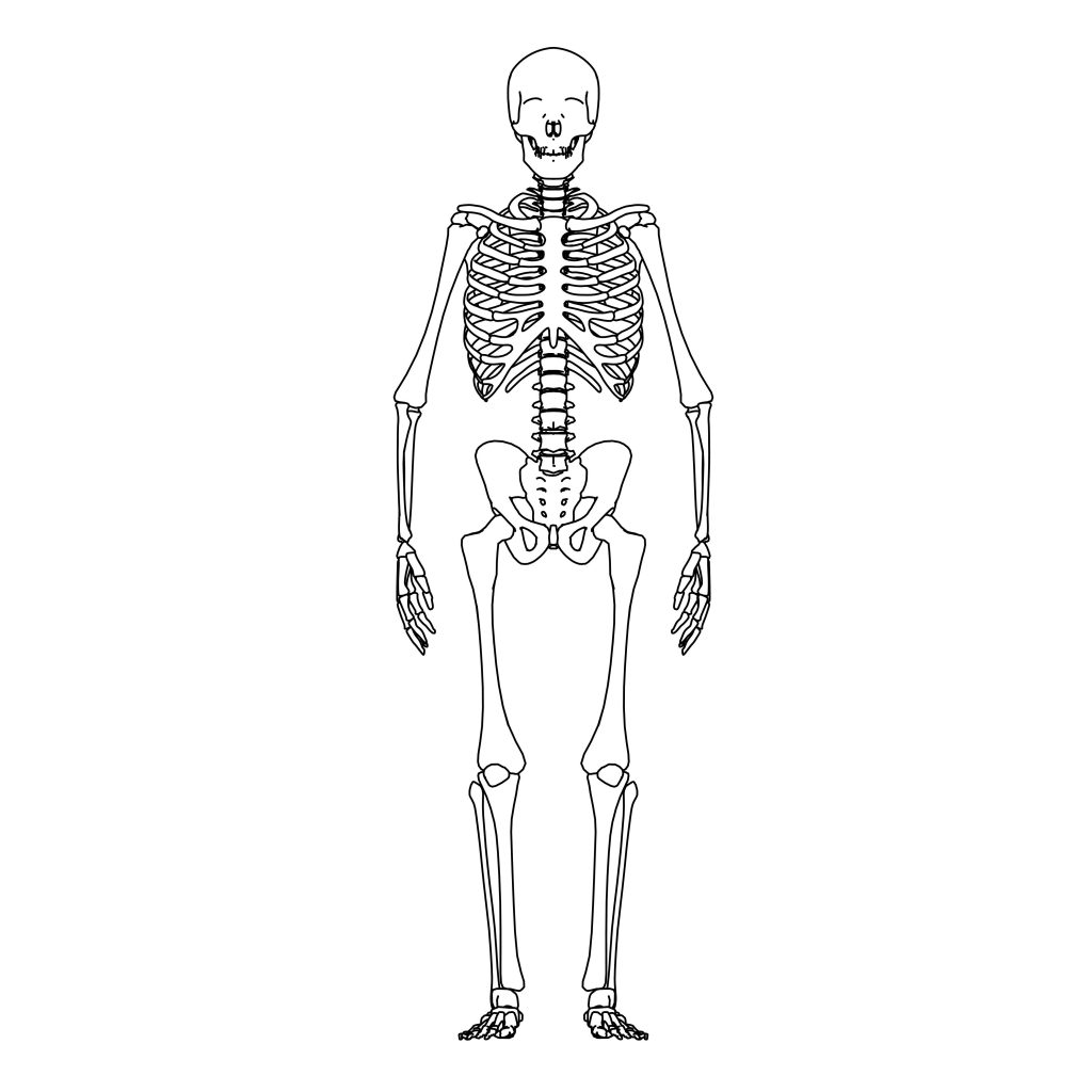 Skeleton Front Coloring Page - Wecoloringpage.com