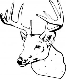 spotted deer coloring page 01